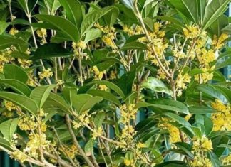 The Money Tree: A Harmonious Wealth Attractor
A small edit, but I hope it captures the essence of your request!