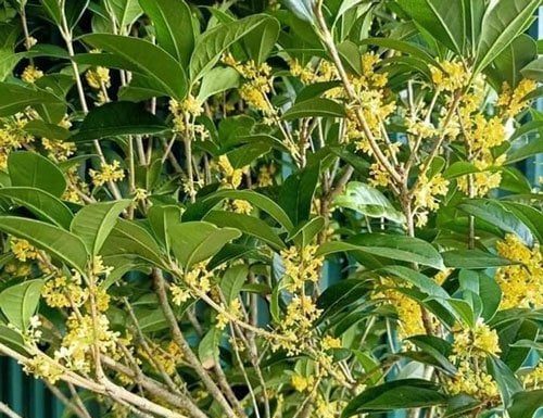 The Money Tree: A Harmonious Wealth Attractor
A small edit, but I hope it captures the essence of your request!