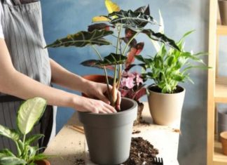 Smart Shoppers Don’t Buy These 7 Types of Plants for Tet: Cheap and Beautiful, But Beware of the Hidden Costs