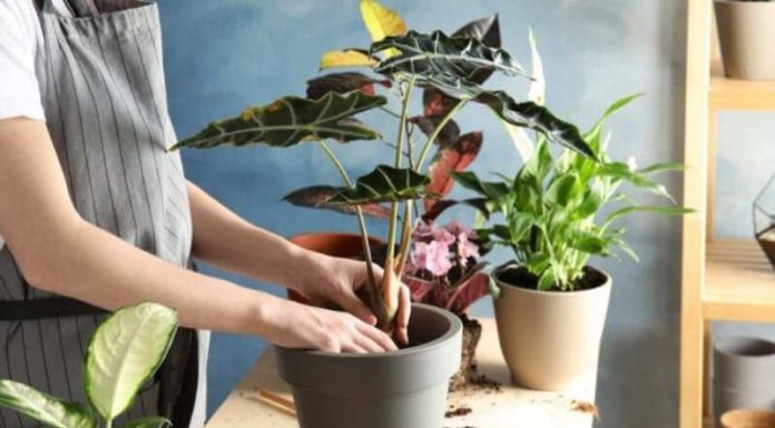 Smart Shoppers Don’t Buy These 7 Types of Plants for Tet: Cheap and Beautiful, But Beware of the Hidden Costs