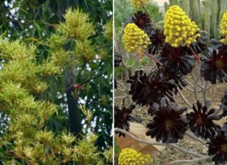 4 Types of Flowering Houseplants for a Beautiful Home