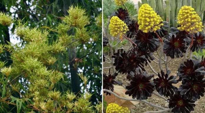 4 Types of Flowering Houseplants for a Beautiful Home