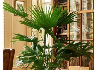 3 Lucky “Thần Tài” Plants for Tet 2024: Bring Prosperity and Wealth by Placing 1 Plant in Your Home