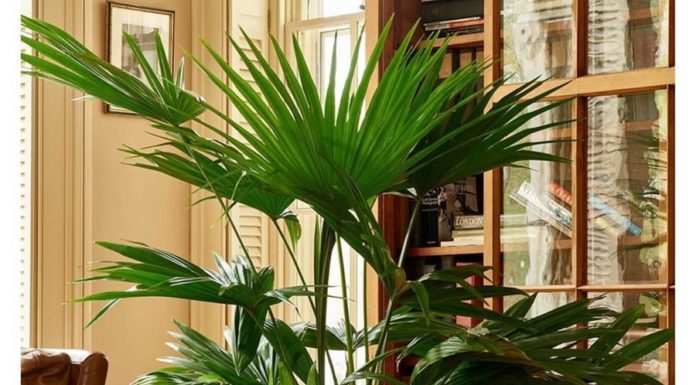 3 Lucky “Thần Tài” Plants for Tet 2024: Bring Prosperity and Wealth by Placing 1 Plant in Your Home