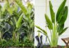 Plants Banana Trees Indoors for Extreme Good Fortune and Prosperity