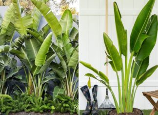 Plants Banana Trees Indoors for Extreme Good Fortune and Prosperity