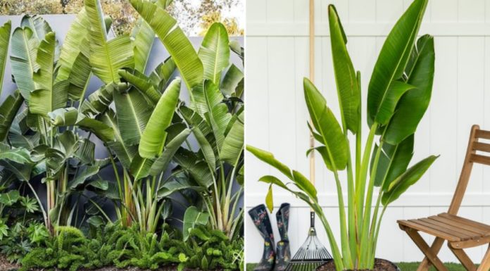 Plants Banana Trees Indoors for Extreme Good Fortune and Prosperity