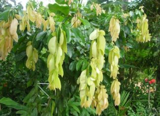 “Rare Wild Plant Used for Fencing Commands a Premium: 90,000 Vietnamese Dong per Kilogram”