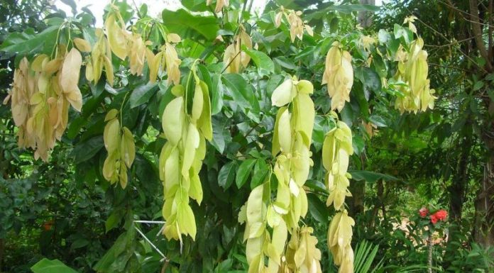 “Rare Wild Plant Used for Fencing Commands a Premium: 90,000 Vietnamese Dong per Kilogram”
