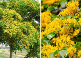 Should I plant Jasmine in front of my house?