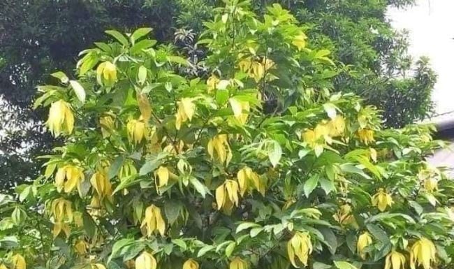 The Fragrant Flower: A Scented Delight That Perfumes the Whole Neighborhood, Bringing Peace and Fulfillment to Your Home.