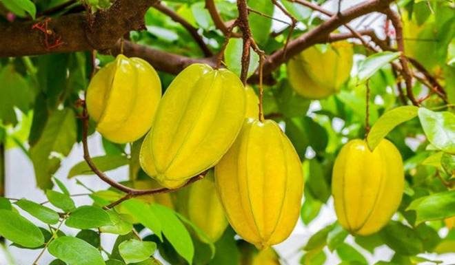 Should you plant star apple in front of your house: 2 ideal planting positions for a prosperous future, just one tree is all you need