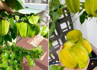 Integrate this ingredient into the irrigation water for kumquat trees, ensuring year-round fruiting and abundant branches.