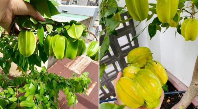 Integrate this ingredient into the irrigation water for kumquat trees, ensuring year-round fruiting and abundant branches.