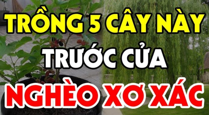 What are the types of plants and objects that are neither planted in front nor hung inside the house?
