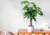 5 Lucky and Prosperous Feng Shui Plants for Office Professionals