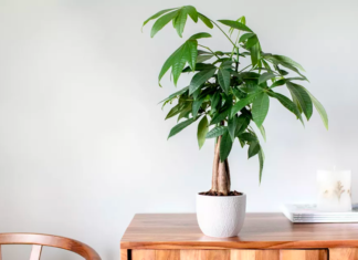 5 Lucky and Prosperous Feng Shui Plants for Office Professionals