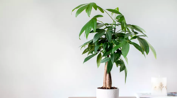 5 Lucky and Prosperous Feng Shui Plants for Office Professionals