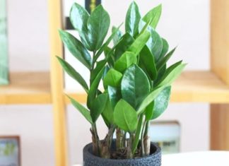 5 Lucky Trees with Great Feng Shui Significance