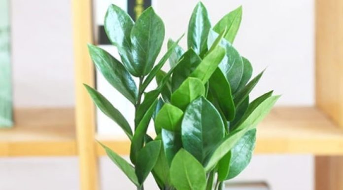 5 Lucky Trees with Great Feng Shui Significance