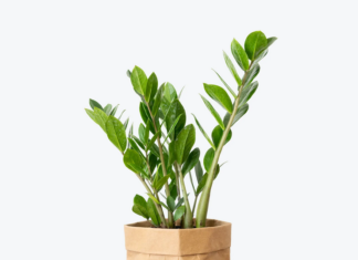 Lucky Plants for Lunar New Year: Bring Good Fortune and Smooth Sailing