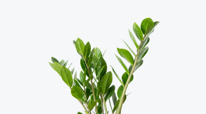 Lucky Plants for Lunar New Year: Bring Good Fortune and Smooth Sailing