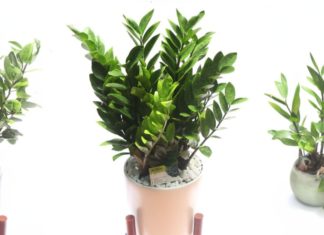 4 Types of Indoor Plants that Attract Wealth and Bring Luck