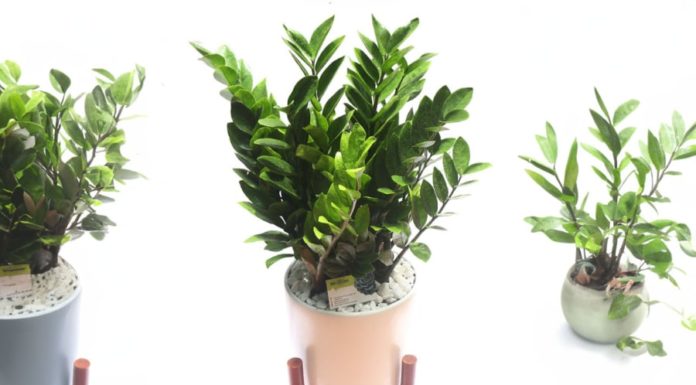 4 Types of Indoor Plants that Attract Wealth and Bring Luck