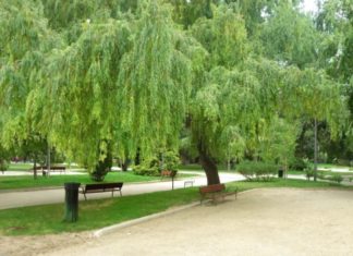 Five Trees That Bring Prosperity or Misfortune at Your Doorstep, Can You Guess What They Are?