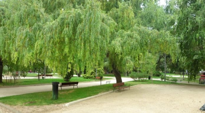 Five Trees That Bring Prosperity or Misfortune at Your Doorstep, Can You Guess What They Are?