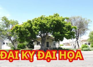 Lucky Charms: Cut down these 4 trees in front of your house before the new year to avoid bad luck, financial difficulties, and wasteful expenses.