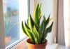 8 Best Feng Shui Plants for Bathroom: Eliminate Odors, Absorb Moisture, Purify Air, and Bring Good Fortune