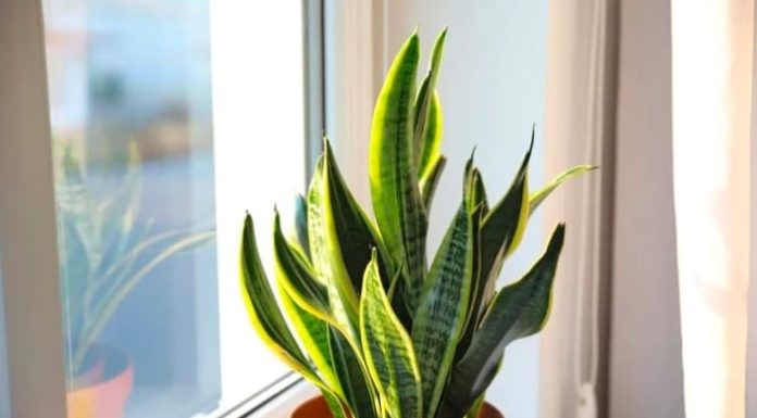 8 Best Feng Shui Plants for Bathroom: Eliminate Odors, Absorb Moisture, Purify Air, and Bring Good Fortune