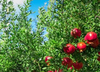 6 Lucky Plants for a Prosperous and Blissful Future