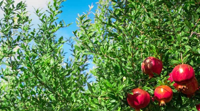 6 Lucky Plants for a Prosperous and Blissful Future