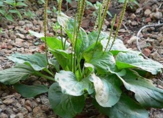 Weeds Growing Along the Road Know How to Use Precious Medicinal Herbs Like Ginseng, Don’t Miss Out