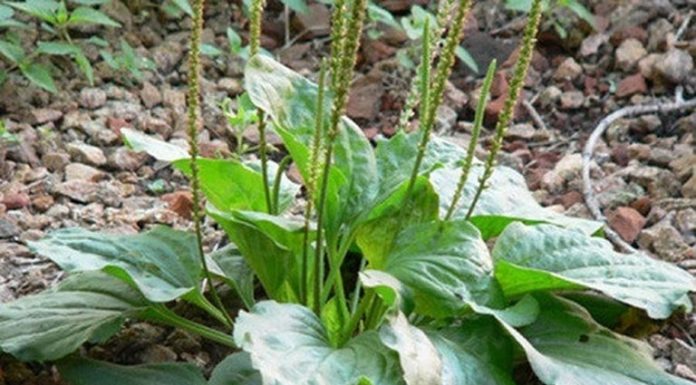 Weeds Growing Along the Road Know How to Use Precious Medicinal Herbs Like Ginseng, Don’t Miss Out