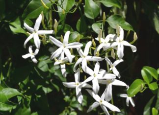 Tips for Growing and Maintaining a Climbing Cinnamon Plant indoors