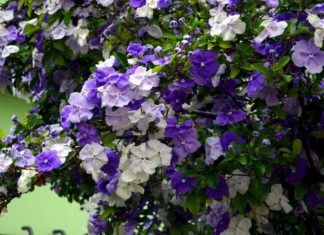 Guide to Cultivating Japanese Jasmine in the Home