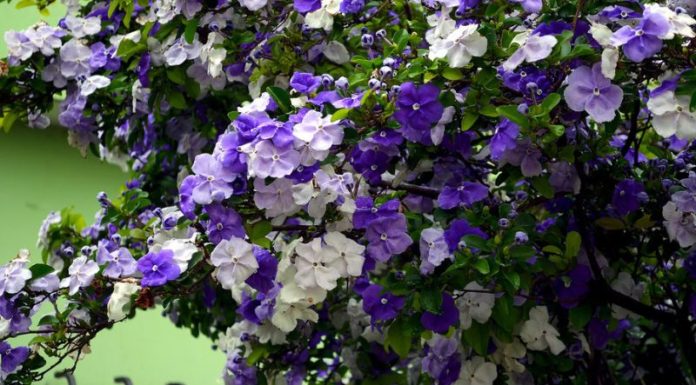 Guide to Cultivating Japanese Jasmine in the Home