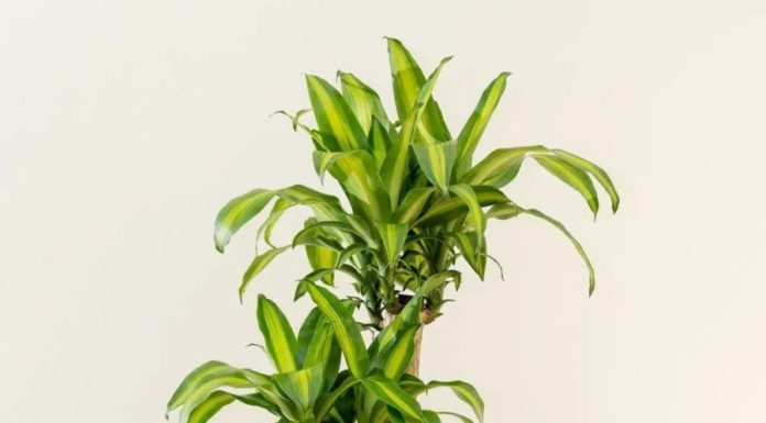 The Money-Making Feng Shui Tree: Bringing prosperity and luck to your family.