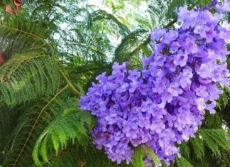 Tips for Planting and Caring for a Purple Bauhinia Tree