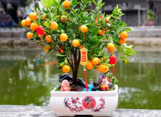 4 Feng Shui plants that cannot be given away, unless you want to attract your own luck
