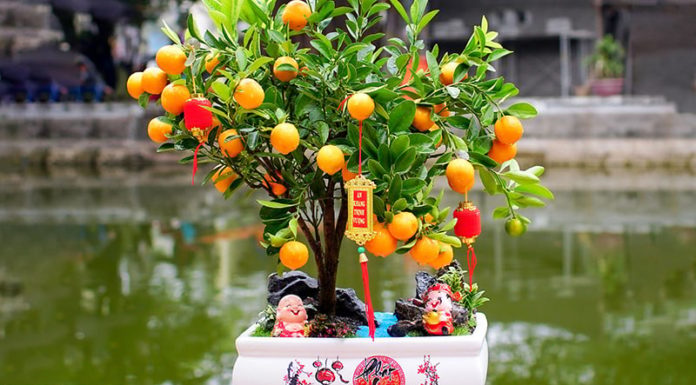 4 Feng Shui plants that cannot be given away, unless you want to attract your own luck