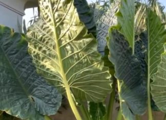 Unravelling the Mysteries of the Jackfruit Tree: Growing Tips and Significance