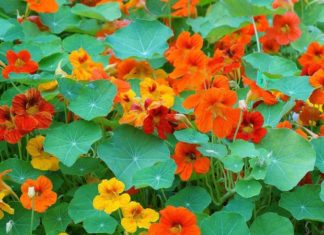 How to Cultivate a Drought-Resistant Lotus in Your Home or Garden