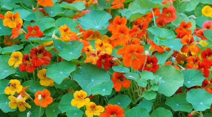 How to Cultivate a Drought-Resistant Lotus in Your Home or Garden