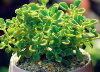 Fragrant Lotus (Incense Plant) – The ‘Fortune Cat’ Plant, Bringing Wealth and Luck to Your Home