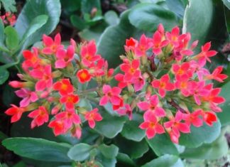 Beautiful Indoor Plants with Medicinal Benefits and Good Feng Shui