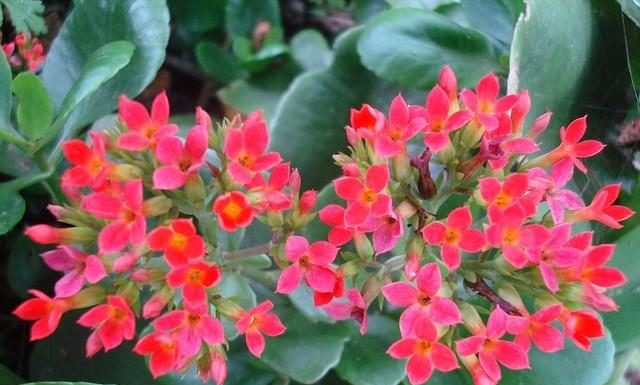 Beautiful Indoor Plants with Medicinal Benefits and Good Feng Shui